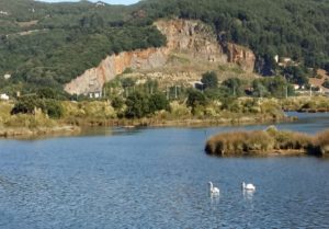 Cisnes-Santoña_Aida-Mier_-NATURALEZA-IBÉRICA.jpg  